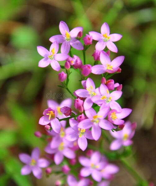 ערבז סוככני – Centaurium erythraea