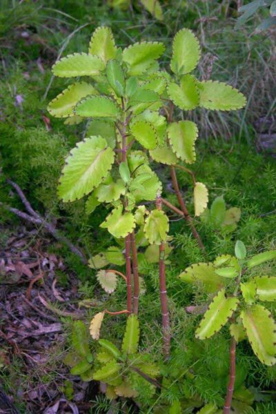ניצנית – Kalanchoe pinnatum