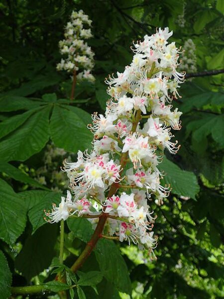 ערמונית הסוסים Aesculus hippocastanum