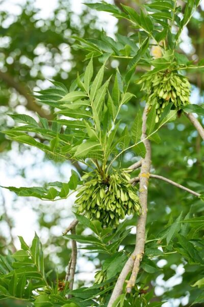 מילה – Fraxinus spp