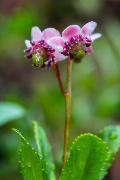 צ'ימפילה – Chimaphila umbellata