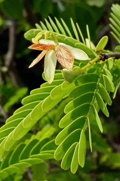 תמר הודי – Tamarindus indica