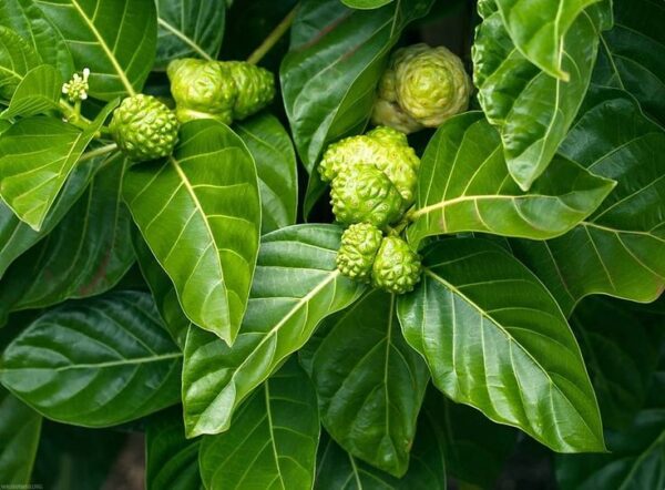מורינדה – Morinda citrifolia