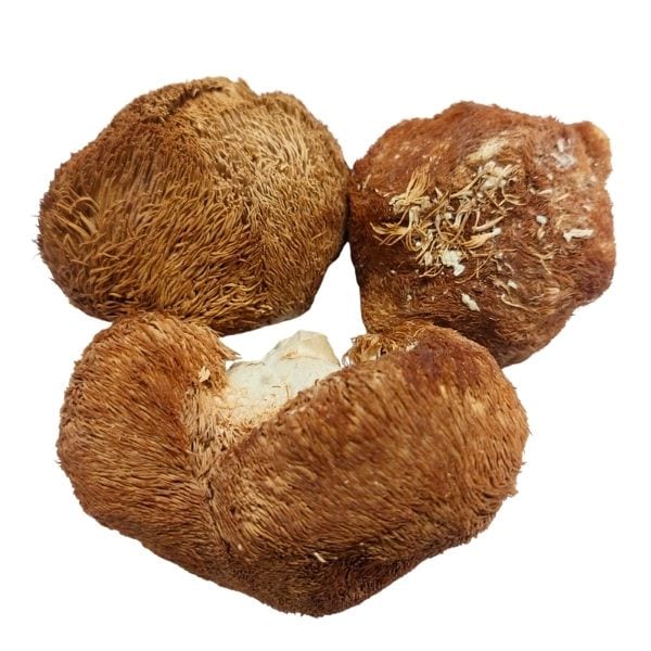 Hericium erinaceus