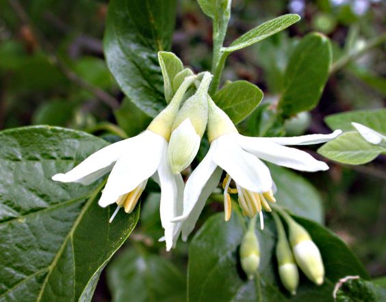 לבנה רפואי – Styrax officinalis
