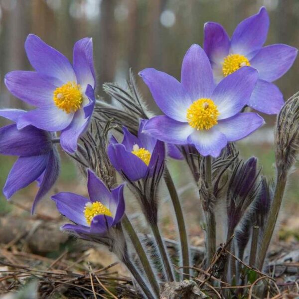 כלנית – Anemone pulsatilla