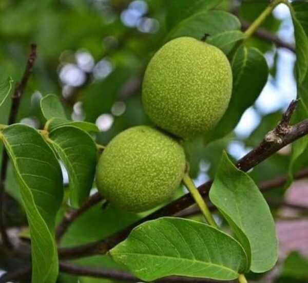 אגוז שחור – Juglans nigra