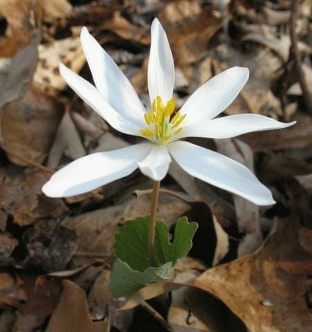 Sanguinaria canadensis