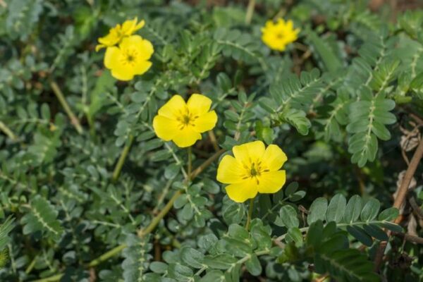 קוטב מצוי – Tribulus terrestris