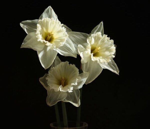 נרקיס חצוצרה – Narcissus pseudo