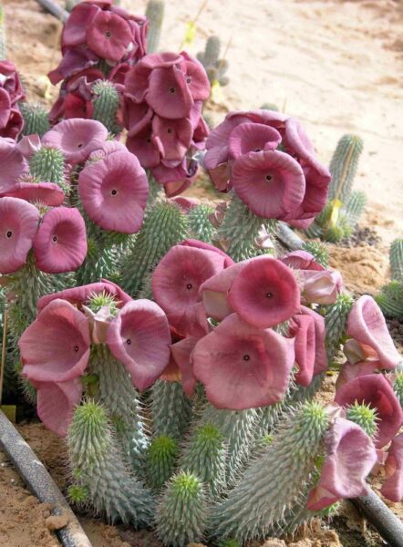 הודיה – Hoodia gordonii