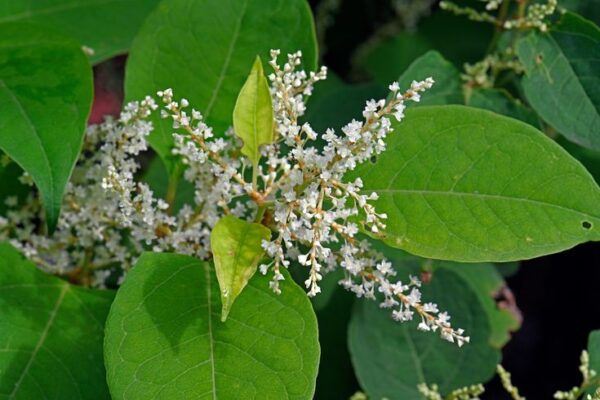 ארכובית יפנית – Polygonum cuspidatum