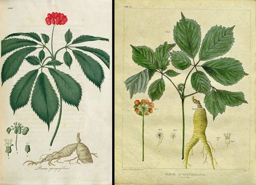 ג'ינסנג אמריקאי – Panax quinquefolius