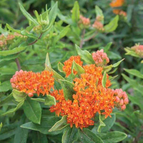 Asclepias tuberosa אסקלפיאס