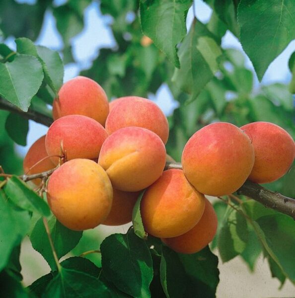זרעי משמש – Prunus armeniaca