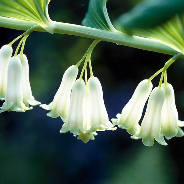 ארכובית סינית Polygonatum multiflorum