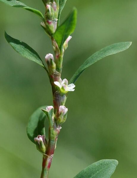 ארכובית צרת עלים – Polygonum aviculare