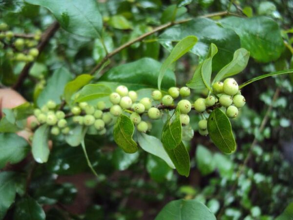 גוגול – Commiphora mukul