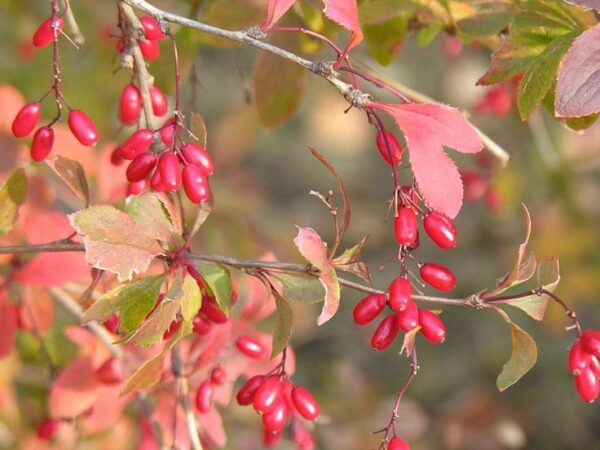 ברבריס – Berberis vulgaris
