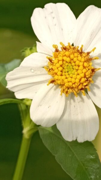 דושן – .Bidens spp