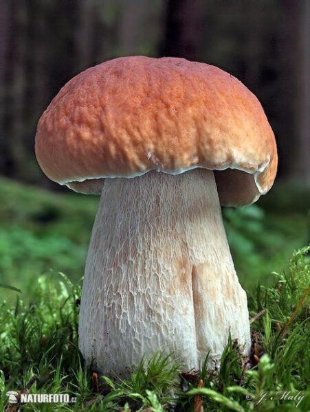 גושית נאכלת – Boletus edulis