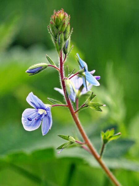 ברוניקה רפואית – Veronica officinalis