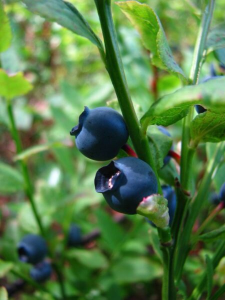 אוכמניות- Vaccinium myrtillus
