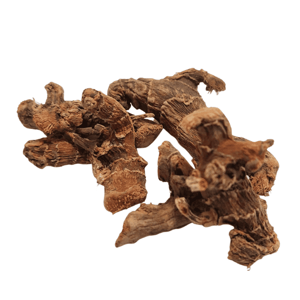 אלפיניה Alpinia officinarum
