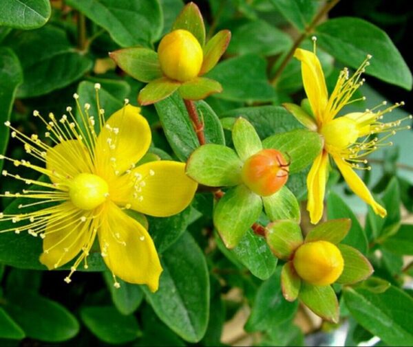 פרע מחורר- Hypericum peforatum, Medical Attributes