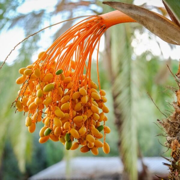 תמר מצוי- Phoenix dactylifera