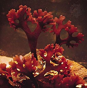 קונדרוס קריספוס – Irish Moss