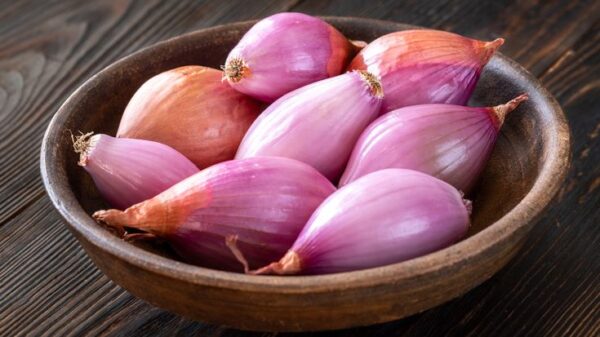 שאלוט- Shallot- Allium cepa