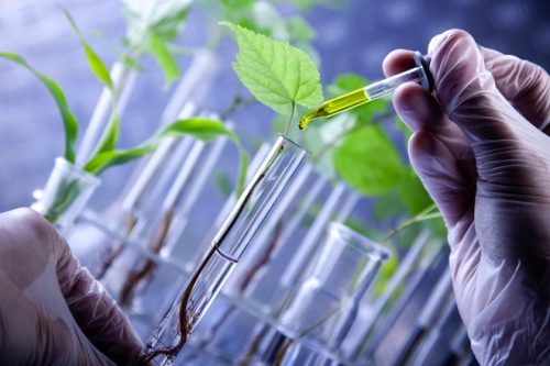 צמחים טרנסגניים – Transgenic Medicinal Plants – הנדסה גנטית