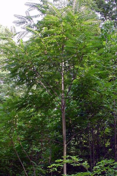 אילנתה – Ailanthus altissima