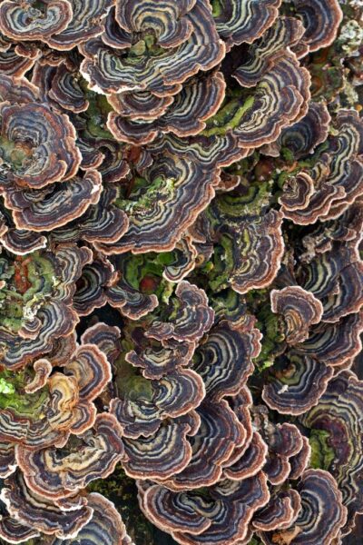 טיפול תומך בסרטן באמצעות PSK מ Trametes versicolor
