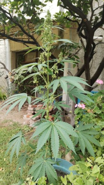 Cannabis sativa- קנאביס