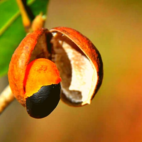 Copaiba, Copaifera officinalis, reticulate