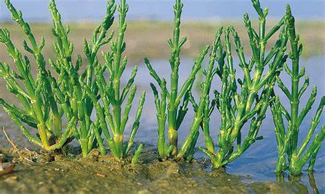 Salicornia europea – פרקן עשבוני