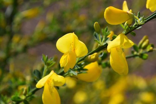אחירותם – Spartium scoparium