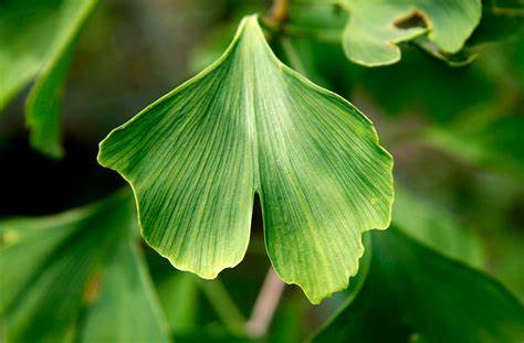 גינקו Ginkgo biloba – יש חדש?