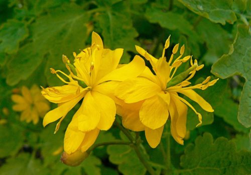  כלידוניום – קלנדין גדול – Chelidonium majus