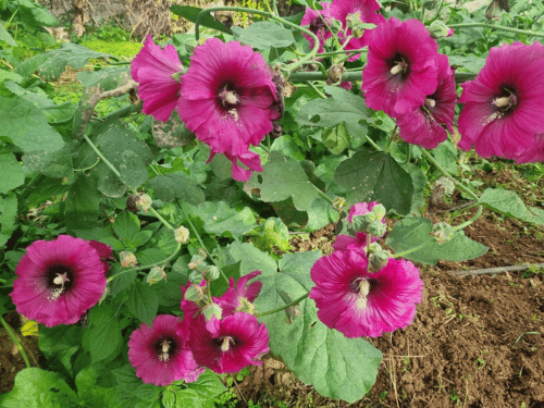 חטמית תרבותית Alcea rosea
