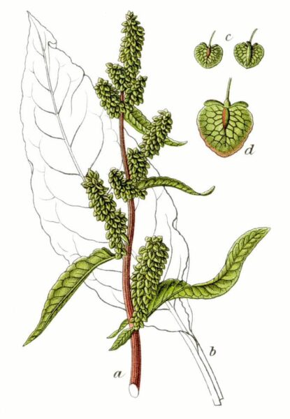 חומעה מסולסלת – Rumex crispus