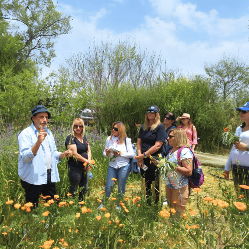 10/07/24: הזמנה לעולם צמחי המרפא- סדנא בהנחיית אימנו ליפשס