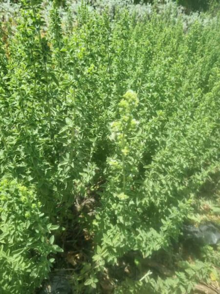 אזובית פשוטה – Origanum vulgare L.