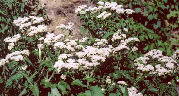 אבפטוריון Eupatorium perfoliatum                     