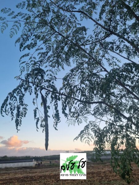 מורינגה מכונפת Moringa oleifera