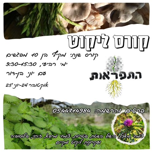 10/24-6/25: קורס ליקוט צמחי מאכל ומרפא עם יוני בן-דור