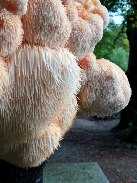 פטריית ההריסיום Hericium erinaceus במחלות ניווניות של מערכת העצבים