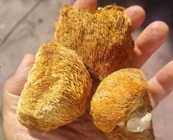 פטריית הריסיום Hericium erinaceus